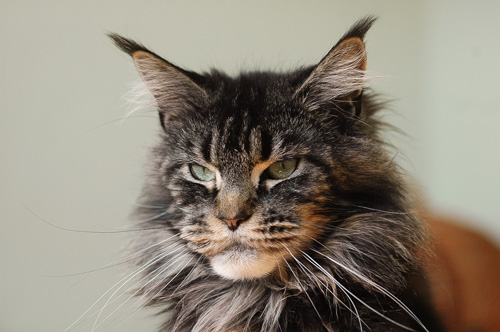 Maine Coon Katze Karamell