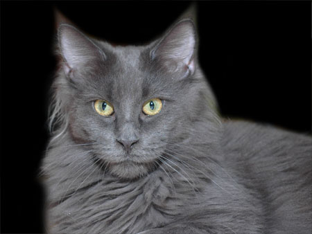 Maine Coon Zuchtkatze Momo