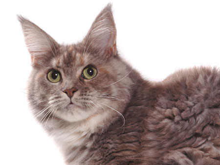 Maine Coon Zuchtkatze Princess