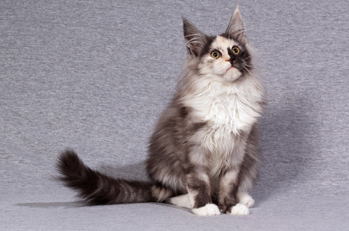Maine Coon Katze Sugar