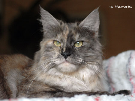 Maine Coon Katze Summer