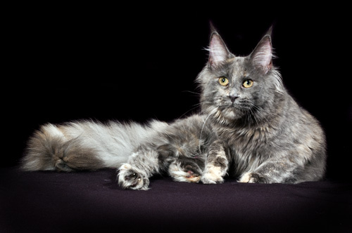 Maine Coon Katze Tinky