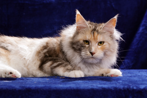 Maine Coon Katze Vanity